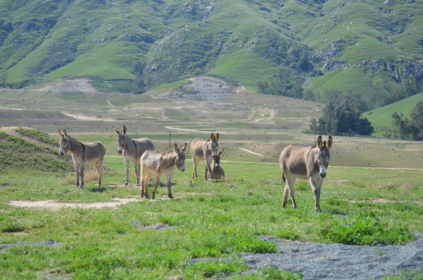 Nikon D5100 sample photo. Wild burro, herd, mountain photography