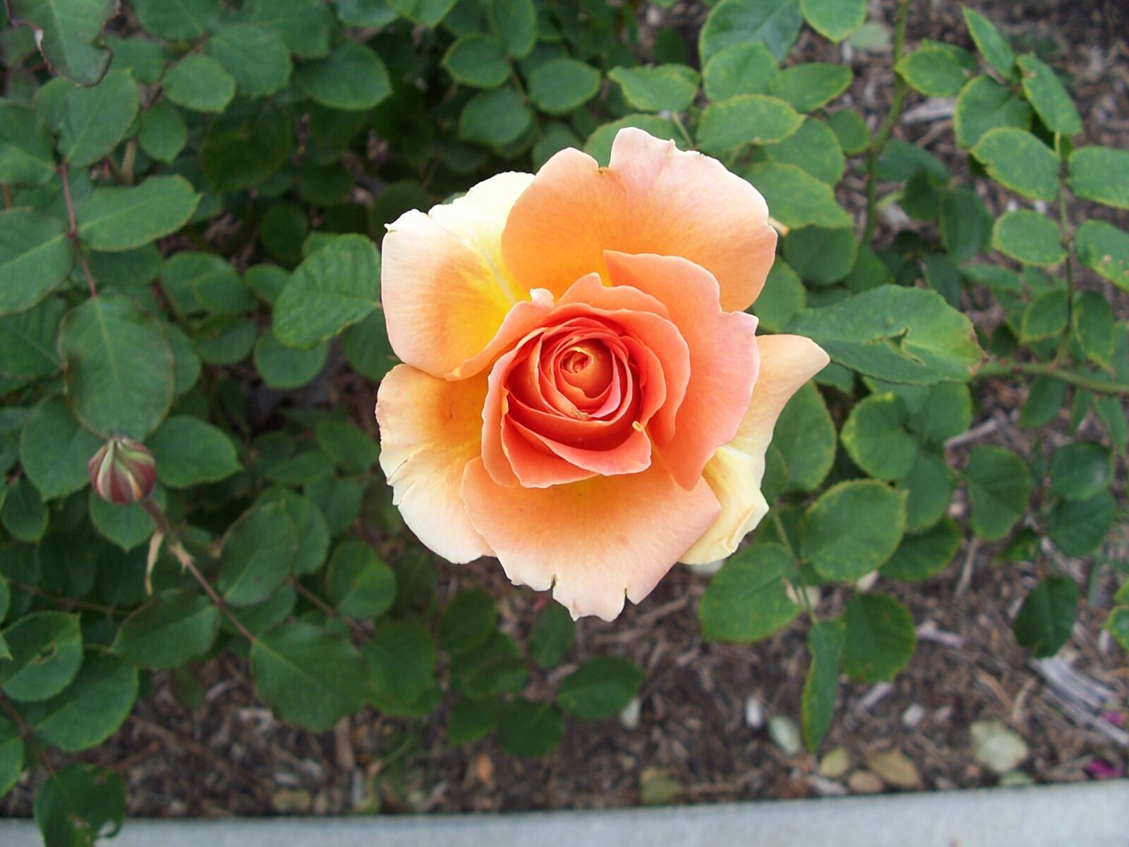 Kodak Z700 ZOOM DIGITAL CAMERA sample photo. Peach, rose, garden photography