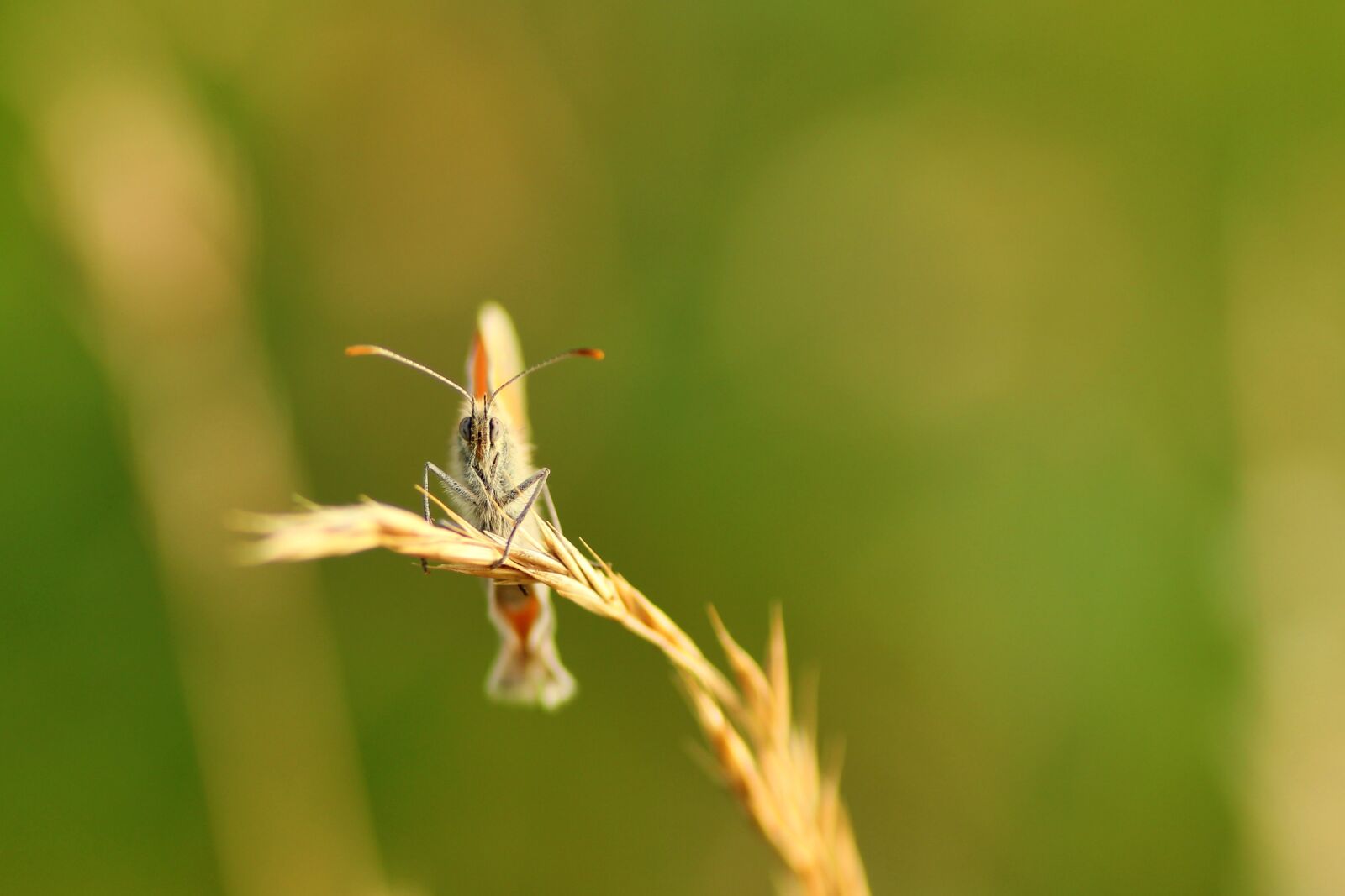 Tamron SP 90mm F2.8 Di VC USD 1:1 Macro sample photo. Butterfly, aurora butterfly, insect photography