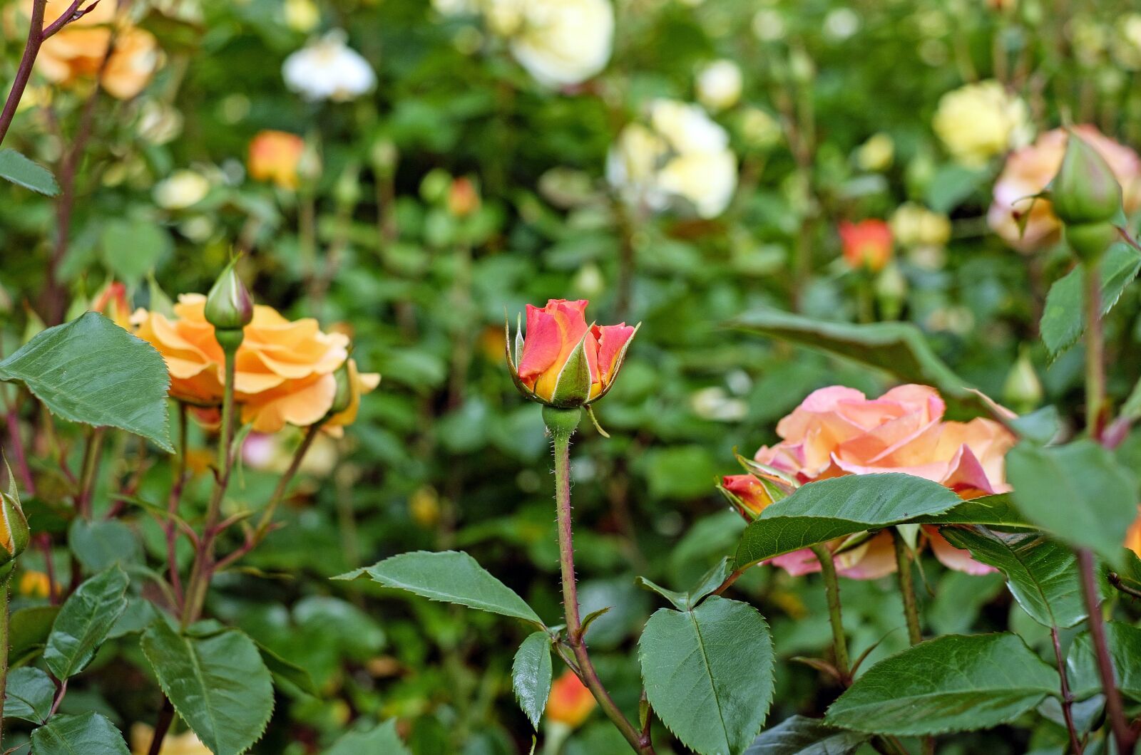 Fujifilm X-T10 + Fujifilm XF 35mm F1.4 R sample photo. Roses, flowers, blossom photography