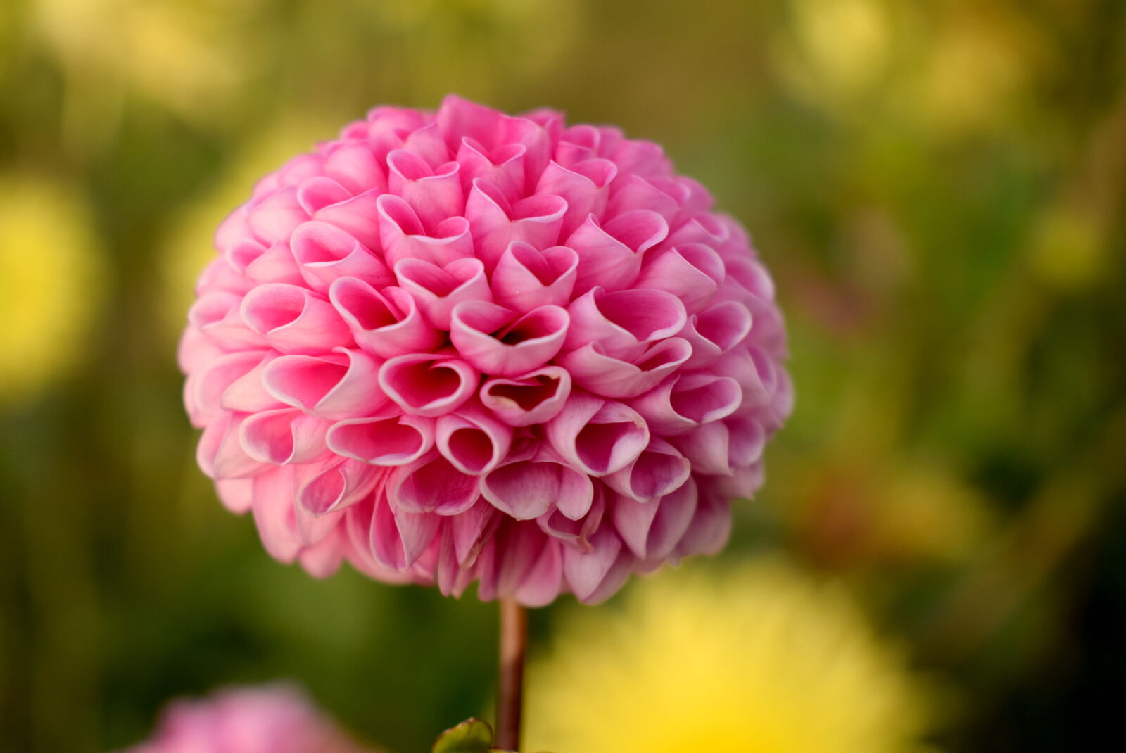Nikon AF-P DX Nikkor 18-55mm F3.5-5.6G sample photo. Beautiful, bloom, blooming, blossom photography