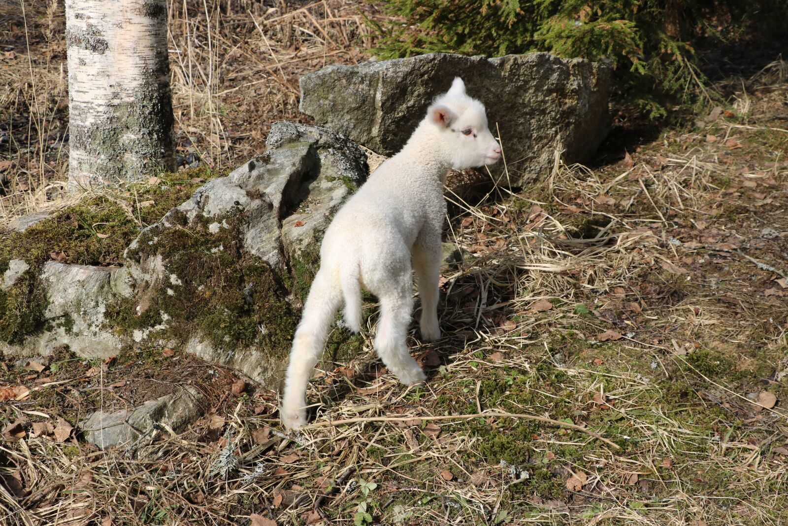 Canon EOS 750D (EOS Rebel T6i / EOS Kiss X8i) sample photo. Nature, mammals, the animal photography