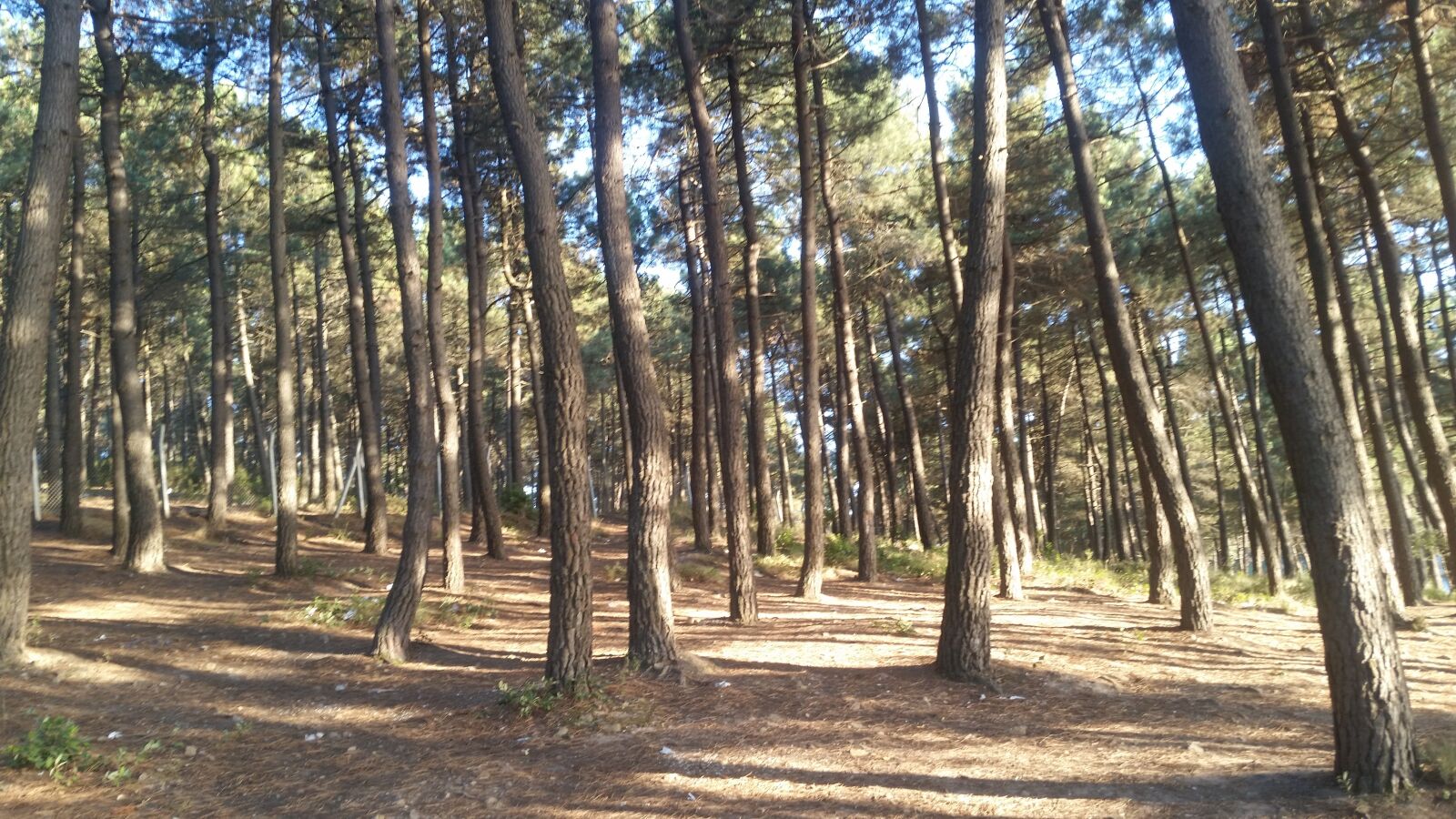 Samsung Galaxy S5 sample photo. Forest, trees, pine tree photography