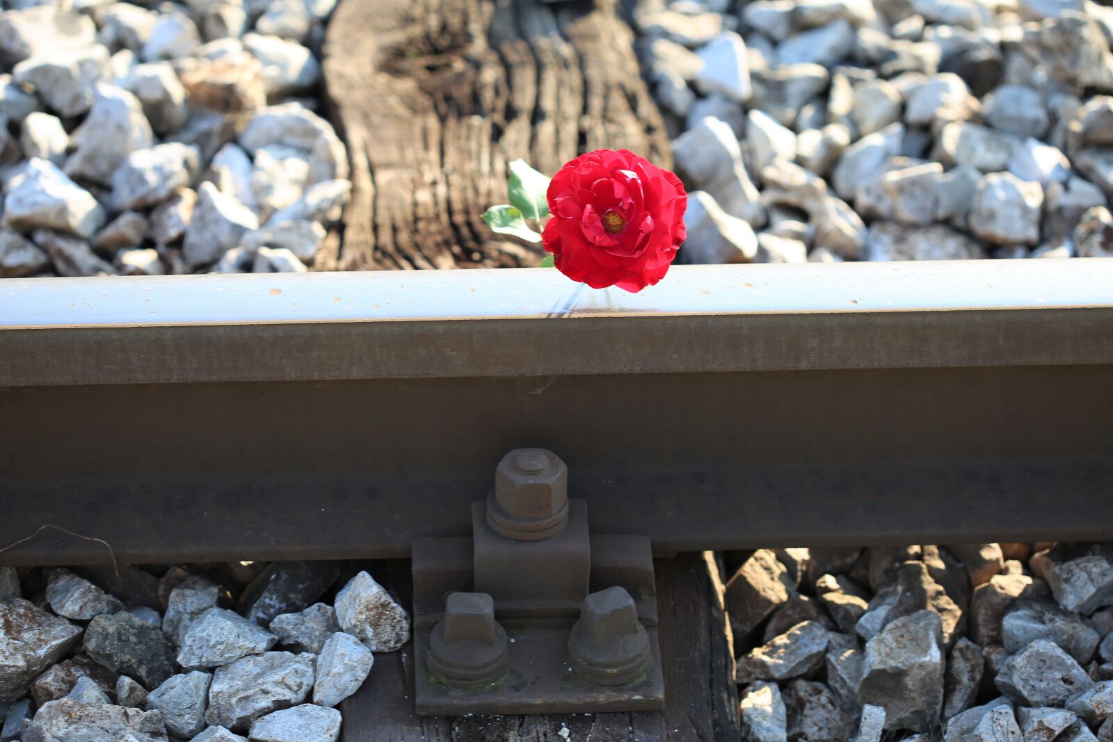 Canon EOS 6D + Canon EF 100mm F2.8 Macro USM sample photo. Red rose on railway photography