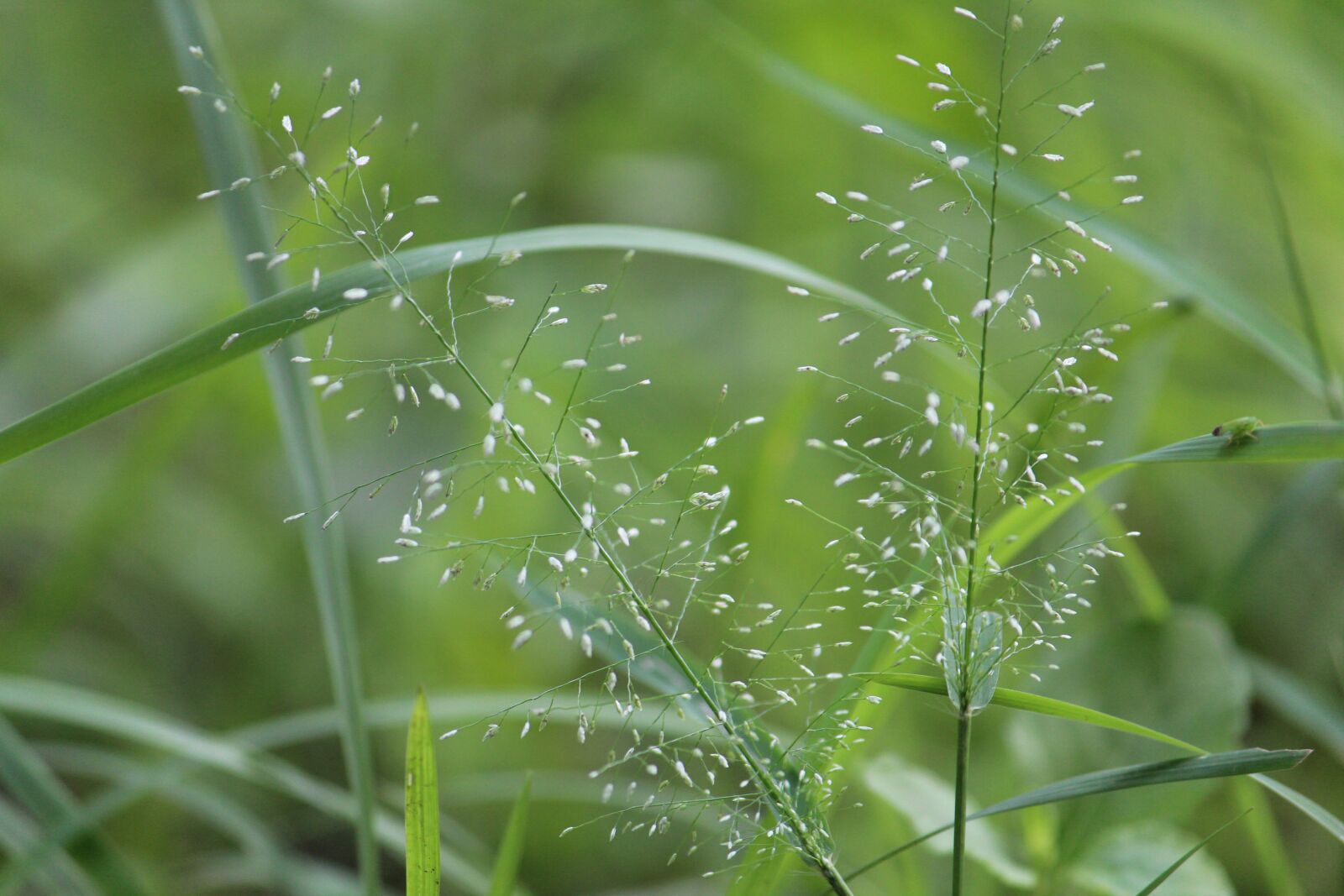 Canon EOS 1300D (EOS Rebel T6 / EOS Kiss X80) sample photo. Green, nature, landscape photography