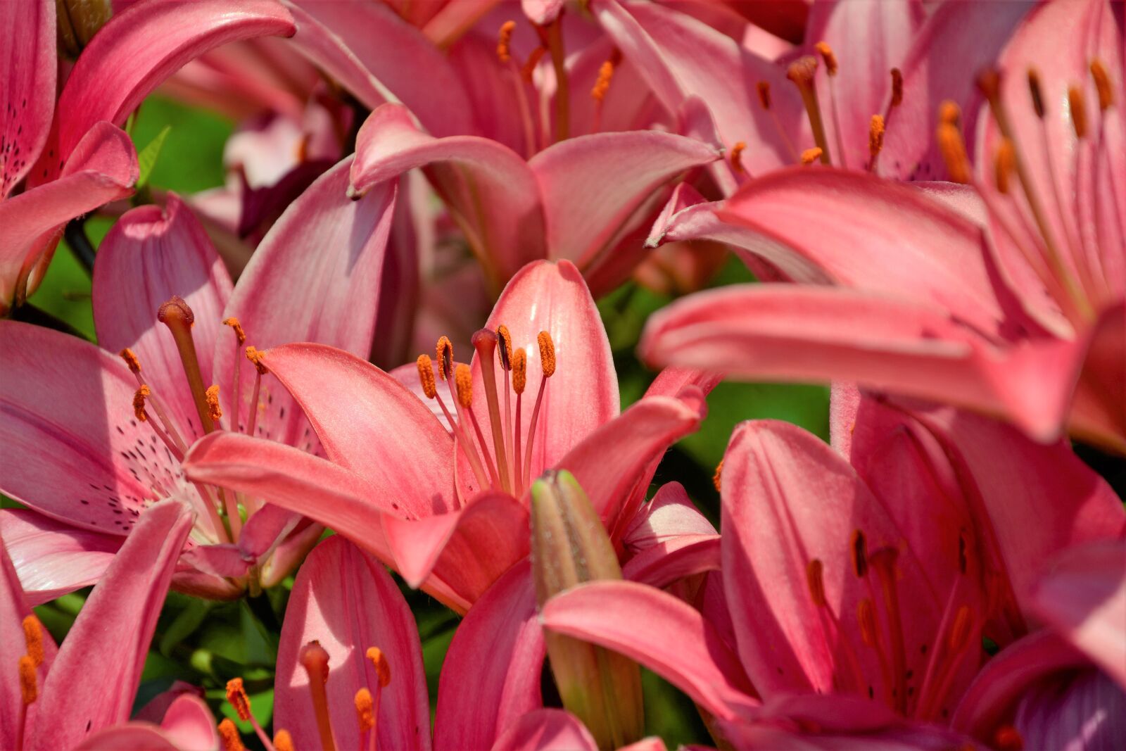 Nikon D7100 sample photo. Flowers, lily flowers, hybrid photography