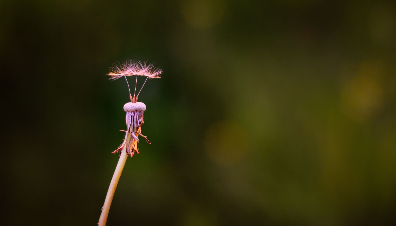 Sony SLT-A58 + Sony DT 50mm F1.8 SAM sample photo. Dandelion, lint, spring photography