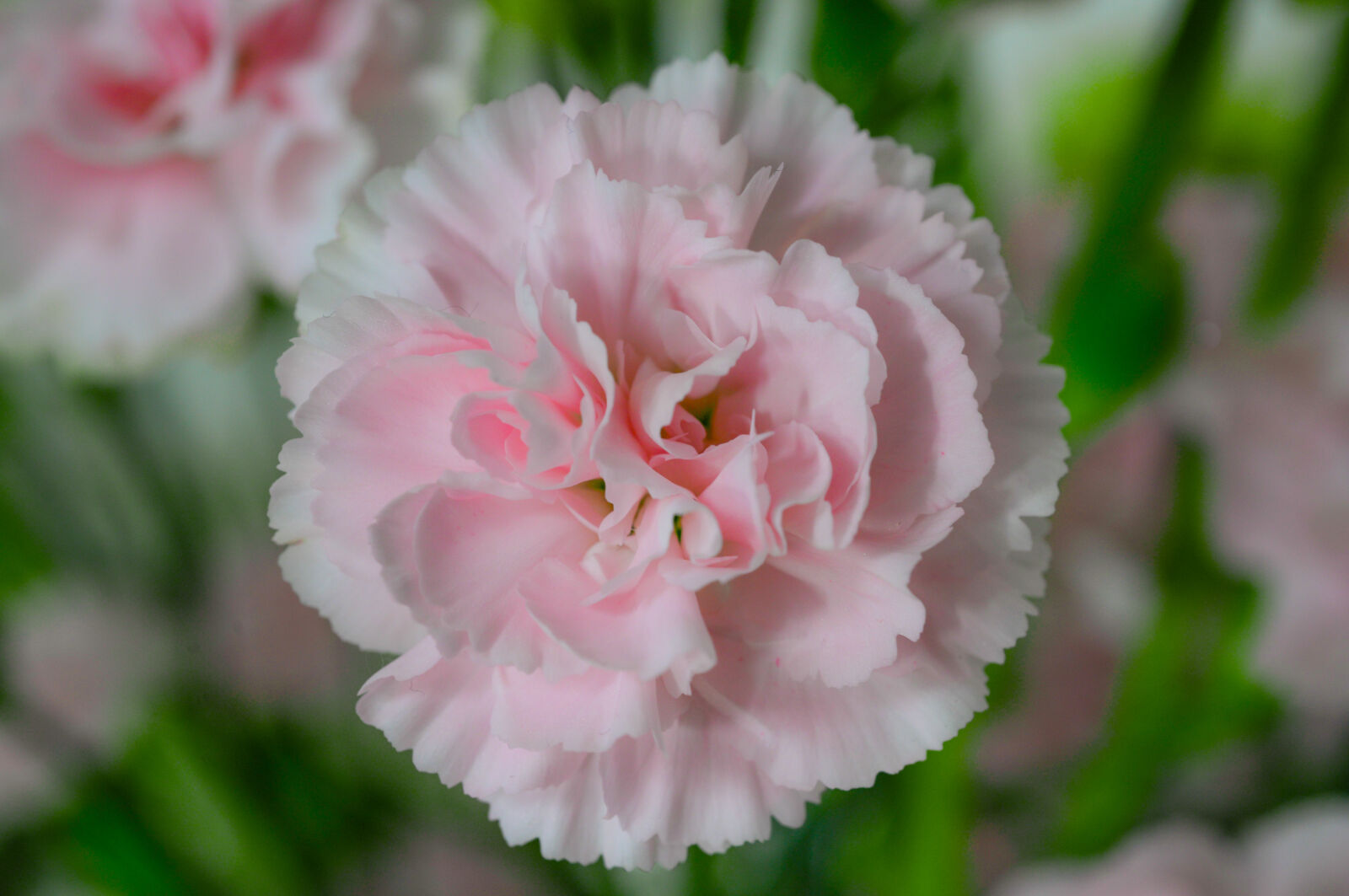 Nikon D610 + AF Micro-Nikkor 55mm f/2.8 sample photo. Pink, petaled, flower photography