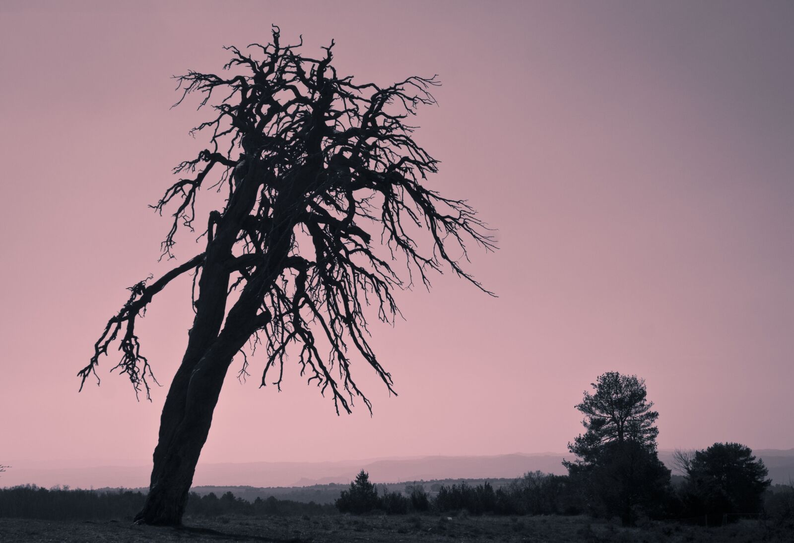 Canon EOS 500D (EOS Rebel T1i / EOS Kiss X3) sample photo. Tree, nature, outdoors photography