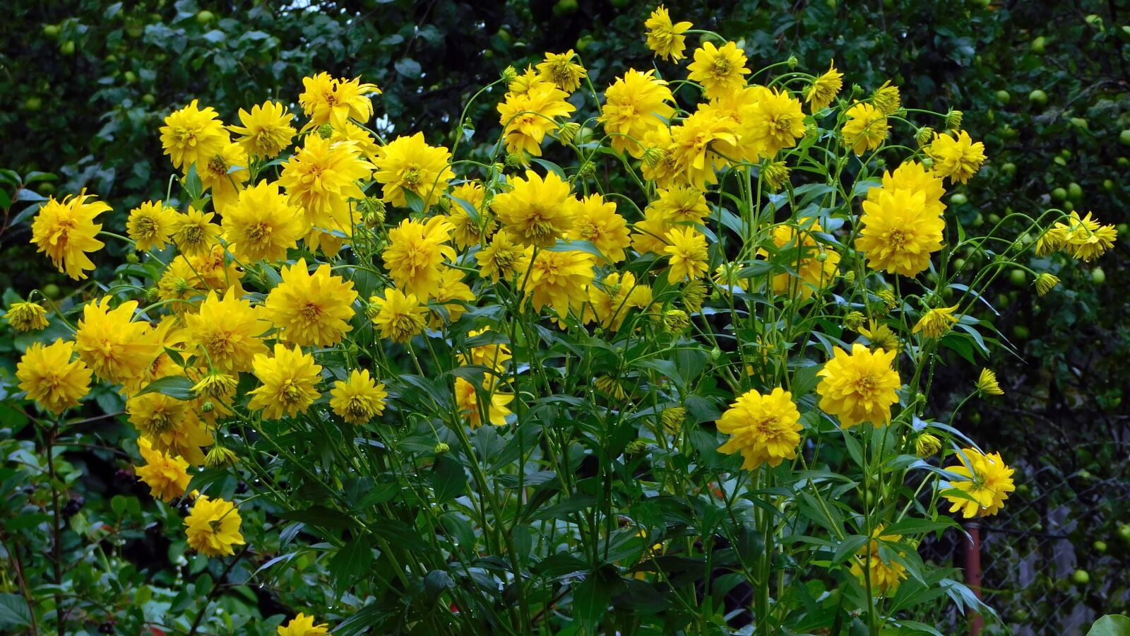 Nikon Coolpix L840 sample photo. Dacha, flowers, yellow photography