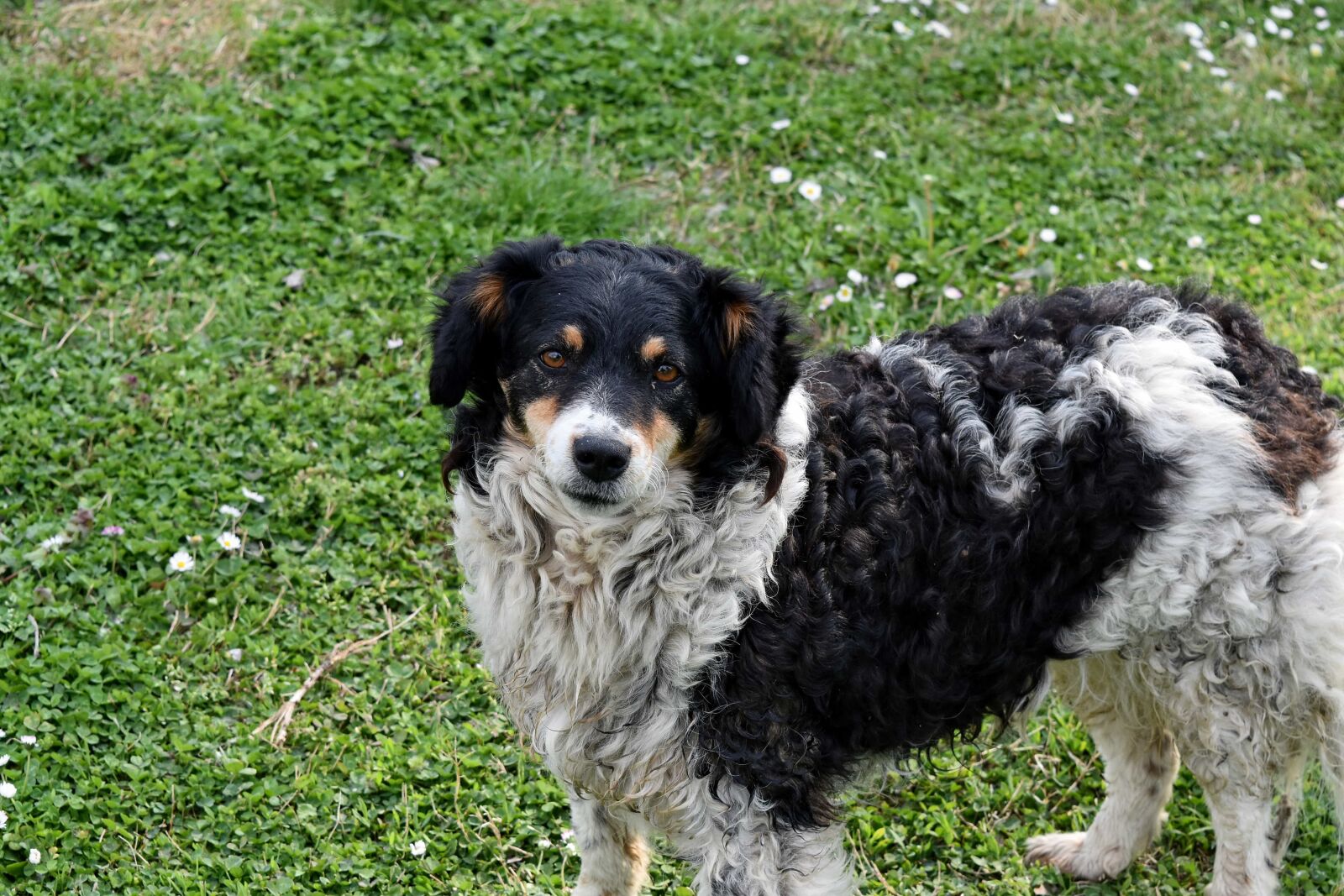 Nikon D5500 sample photo. Dog, puppy, canine, cute photography