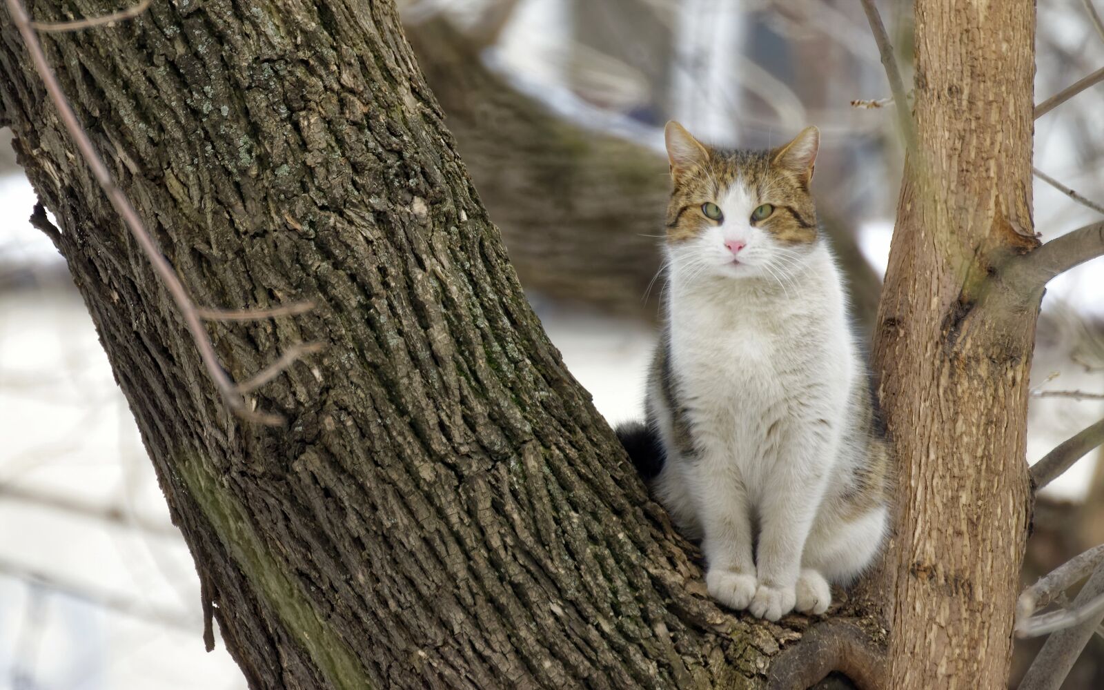 Nikon D5300 sample photo. Cat, pet, feline photography