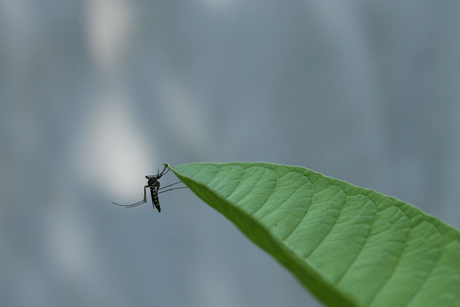 Canon EOS 1100D (EOS Rebel T3 / EOS Kiss X50) sample photo. Mosquito photography