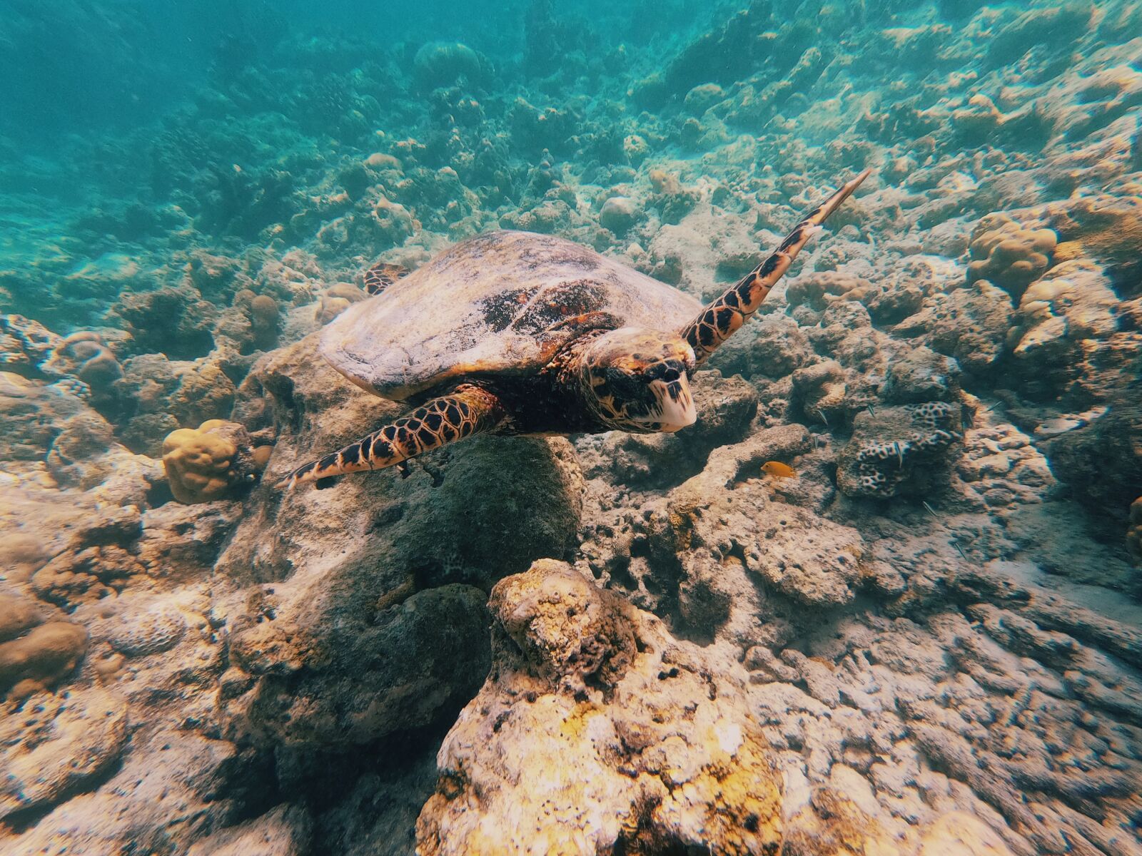 GoPro Hero7 Black sample photo. Turtle, sea, underwater photography