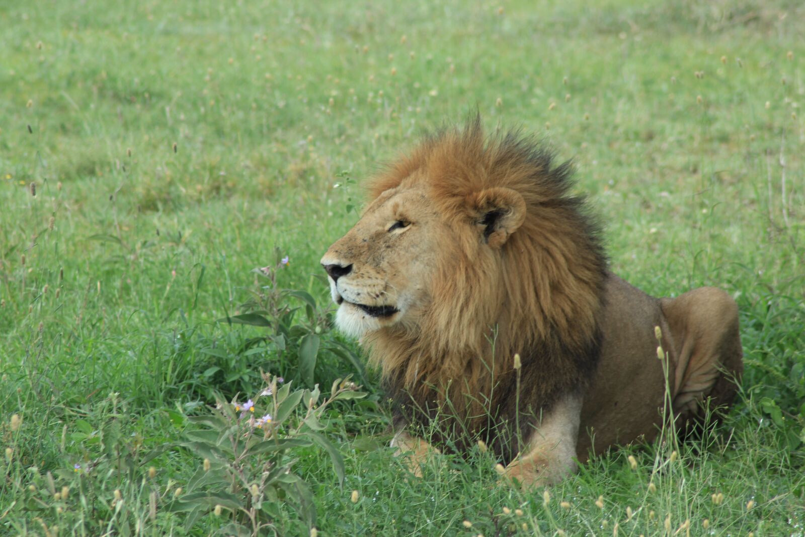 Canon EOS 600D (Rebel EOS T3i / EOS Kiss X5) sample photo. Lion, safari, tawny photography