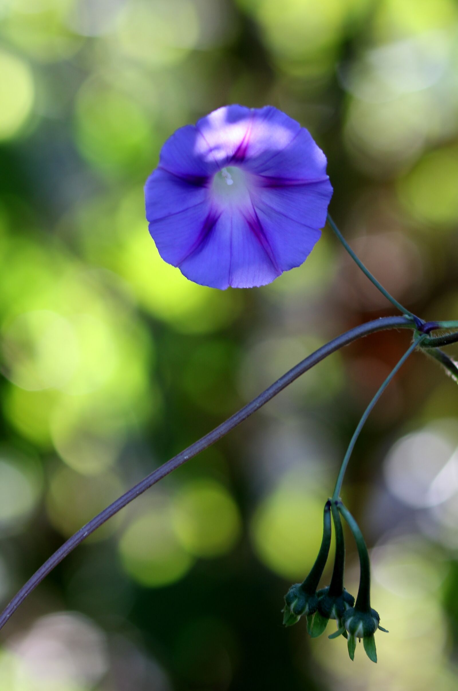 Canon EOS 700D (EOS Rebel T5i / EOS Kiss X7i) + Canon EF 85mm F1.8 USM sample photo. Zorea, violet, flower photography