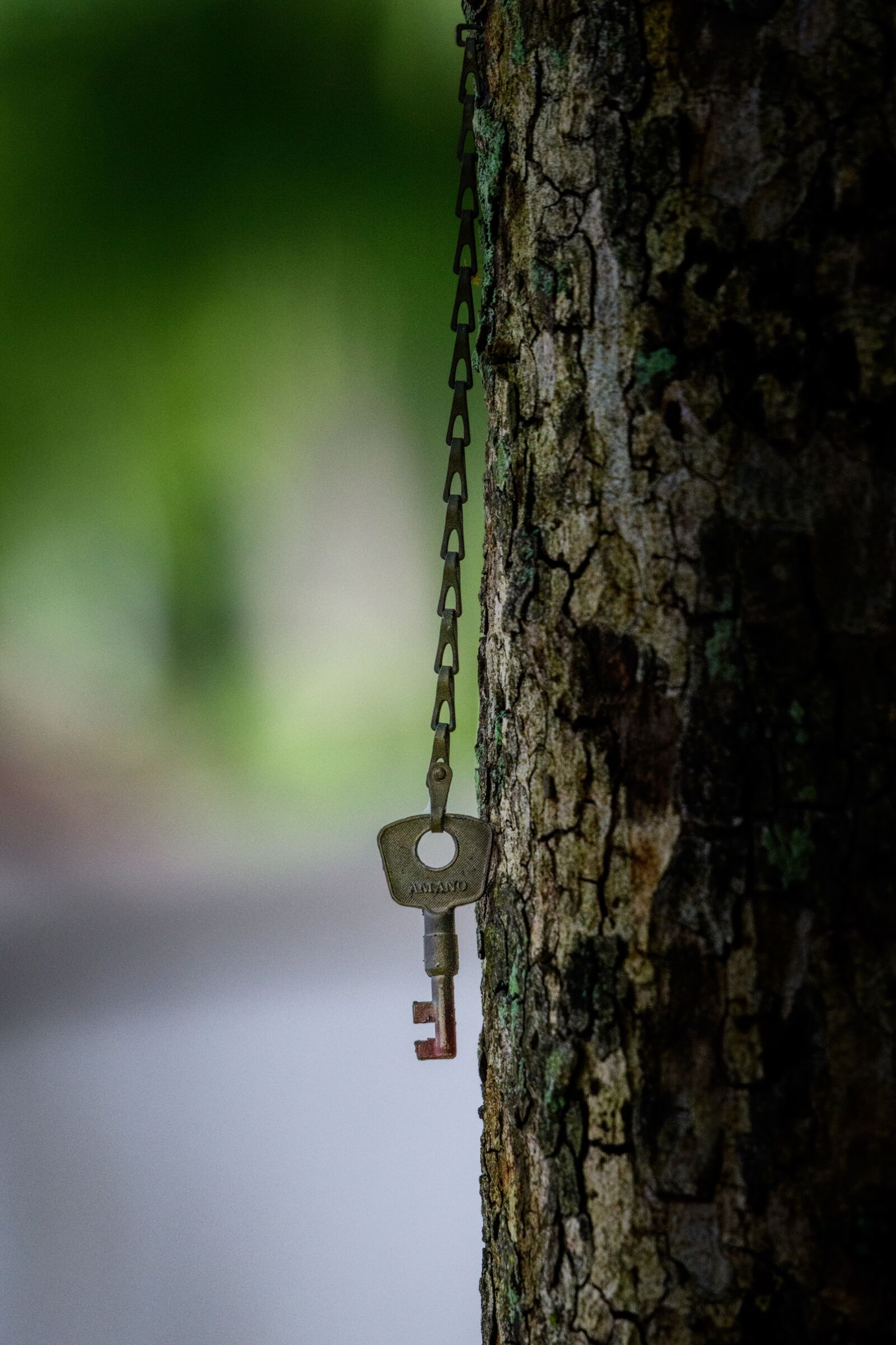 Nikon D500 sample photo. Key, tree, chain photography