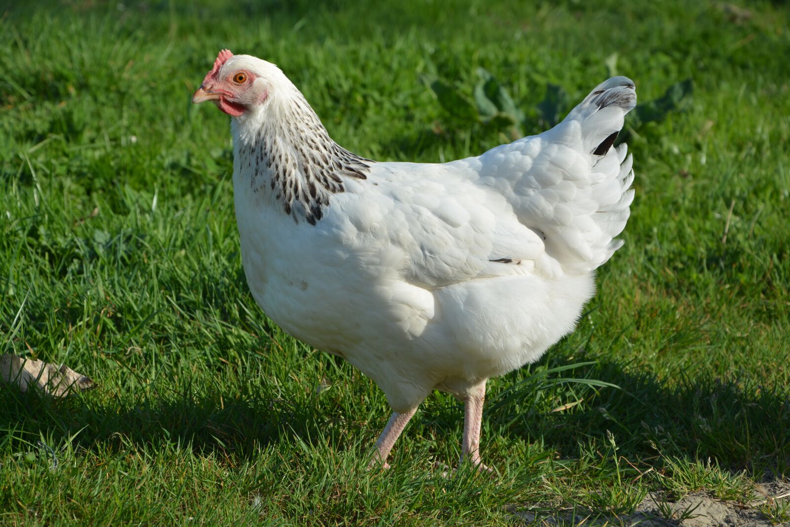Nikon D5200 sample photo. Hen, animal, white photography