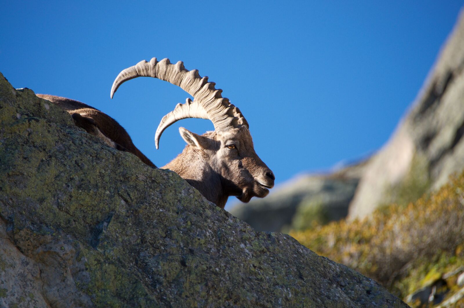 Nikon D90 sample photo. Ibex, capra ibex, male photography