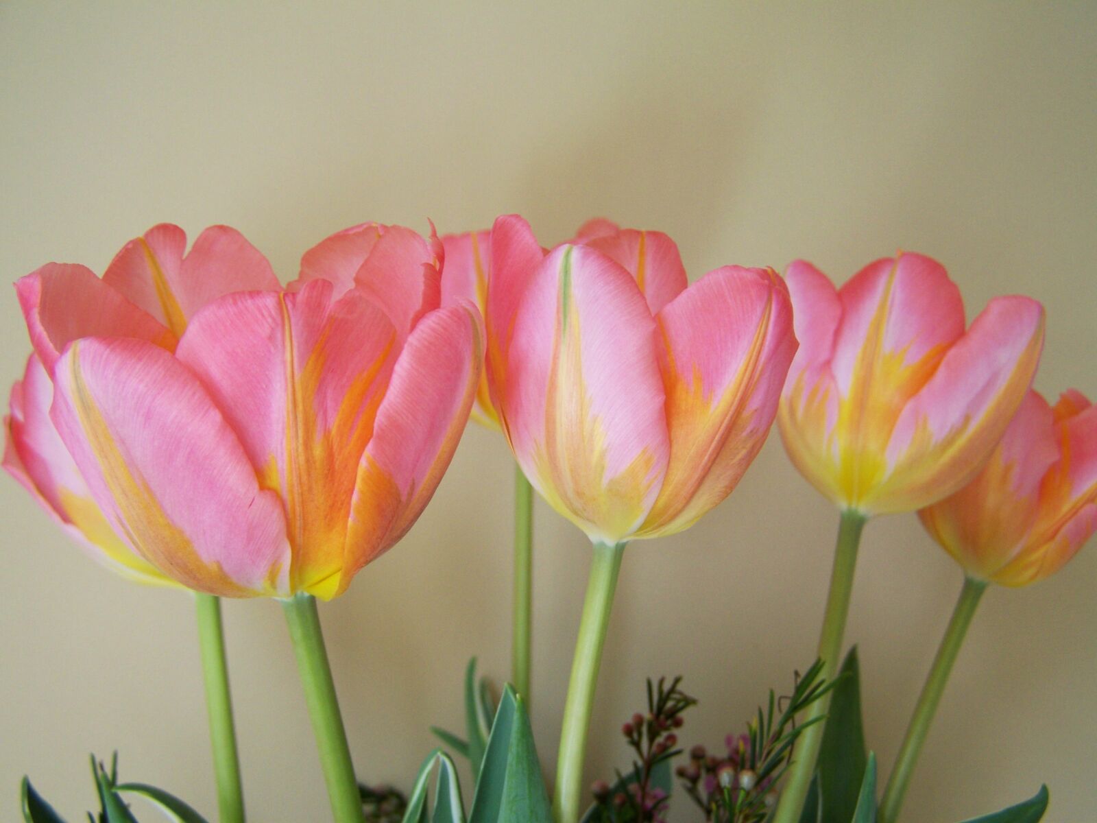 Kodak EASYSHARE ZD710 ZOOM DIGITAL CAMERA sample photo. Tulip bouquet, yellowish-pink, cut photography