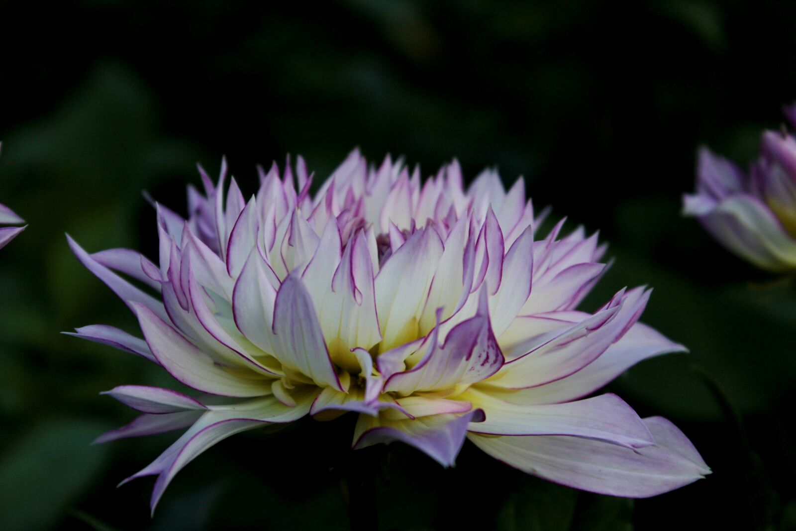 Canon EOS 600D (Rebel EOS T3i / EOS Kiss X5) sample photo. Dahlia, the purple-and-white, flower photography