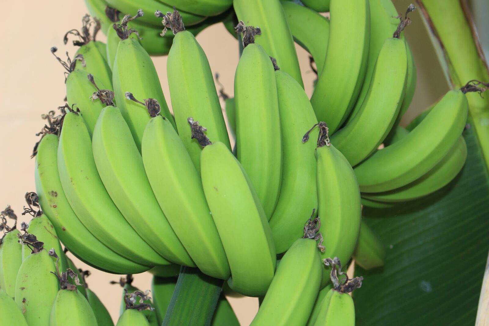 Canon EOS 700D (EOS Rebel T5i / EOS Kiss X7i) sample photo. Results, bananas, old photography