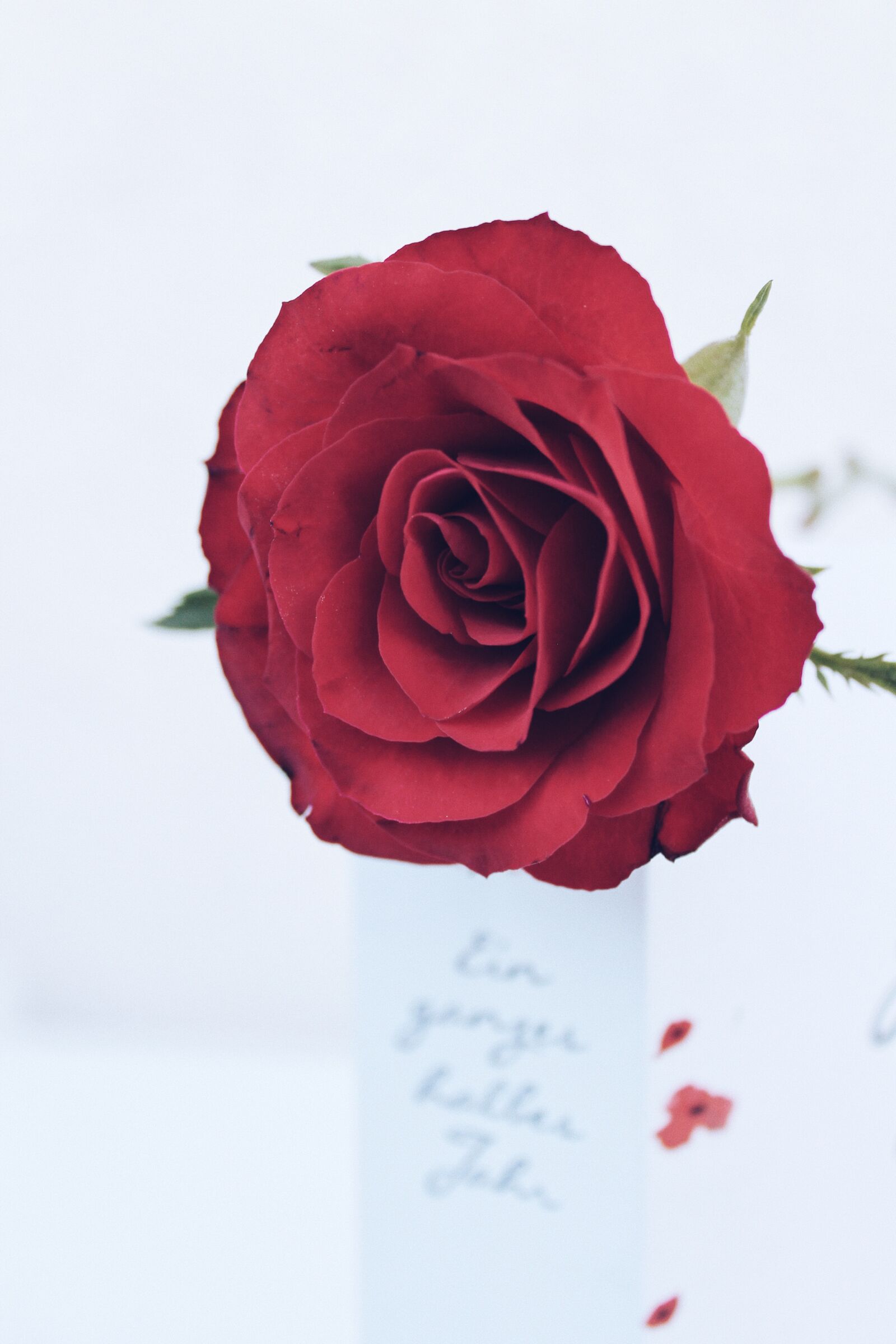 Canon EOS 1100D (EOS Rebel T3 / EOS Kiss X50) sample photo. Roses, summer, red photography