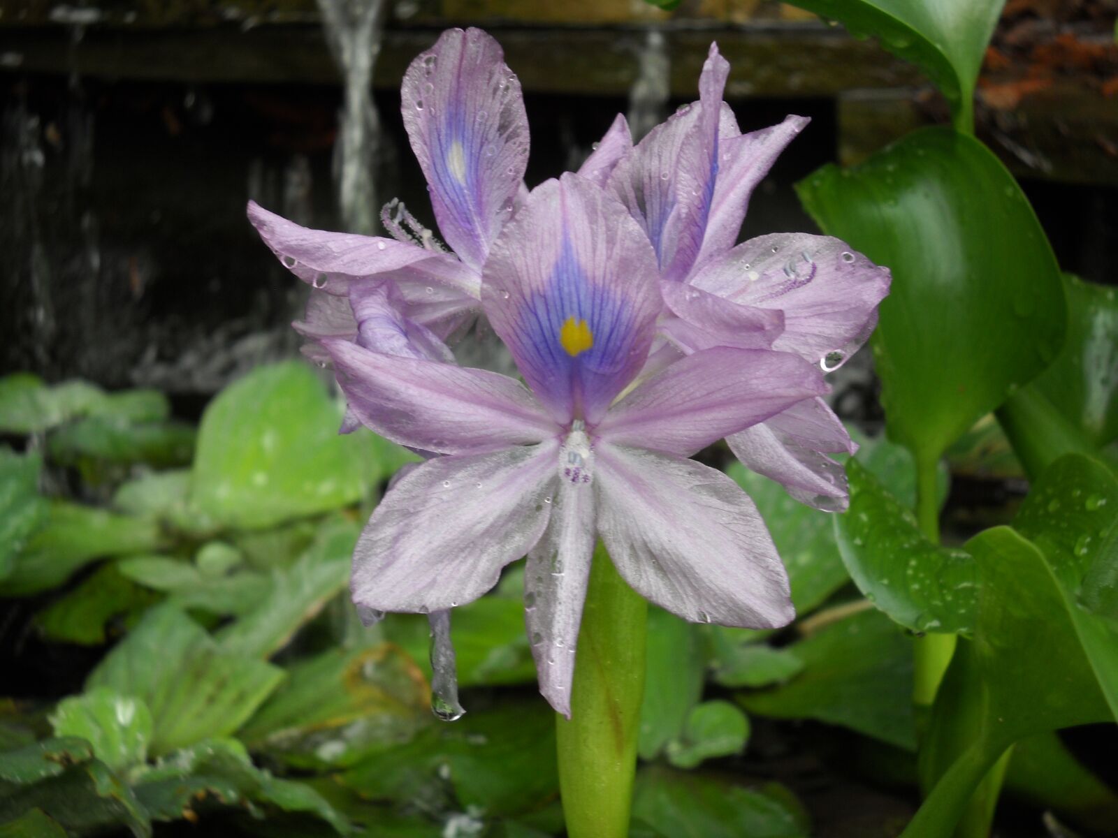 Nikon Coolpix L20 sample photo. Water hyacinth, pond, hyacinth photography