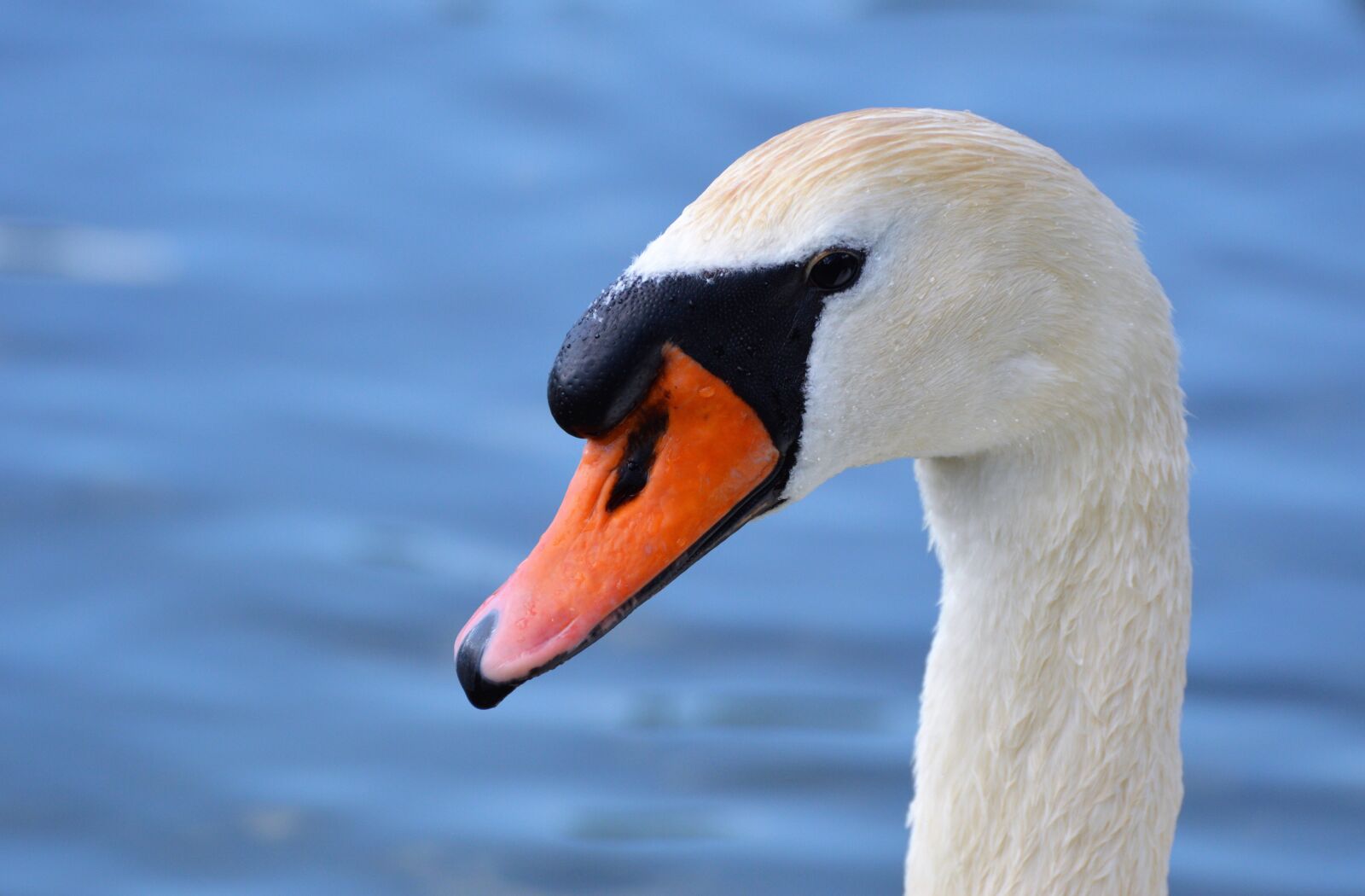 Nikon D3200 sample photo. Swan, swan head, water photography