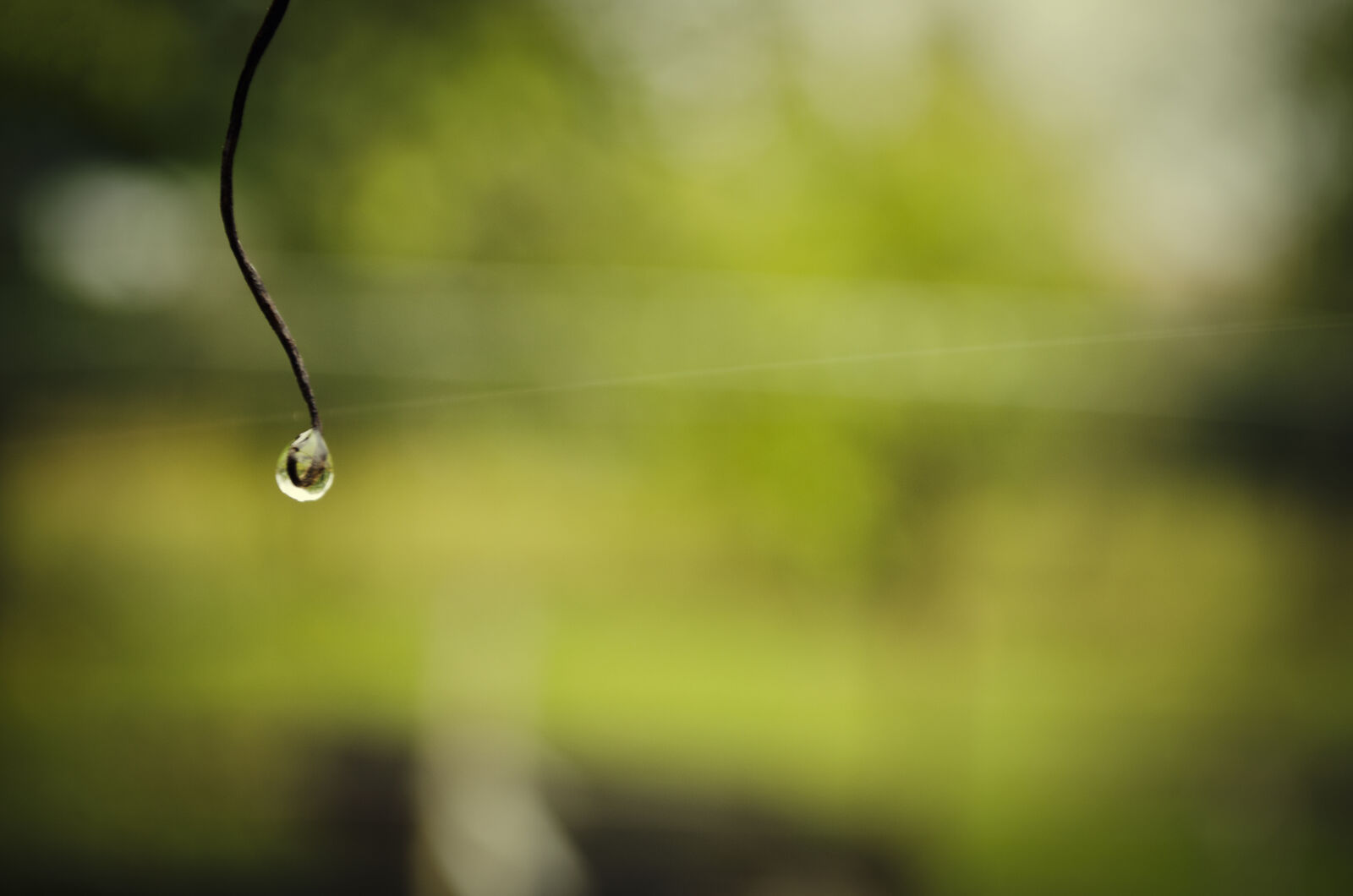 Nikon D5100 sample photo. Close, up, of, spider photography