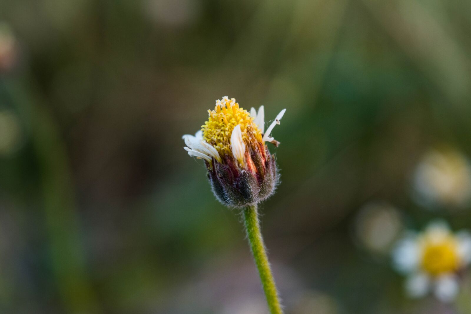 Nikon D5500 sample photo. Nature, flower, flora photography