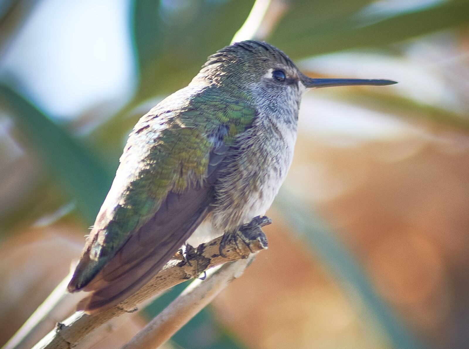 Nikon D850 sample photo. Bird, costa's, hummingbird photography