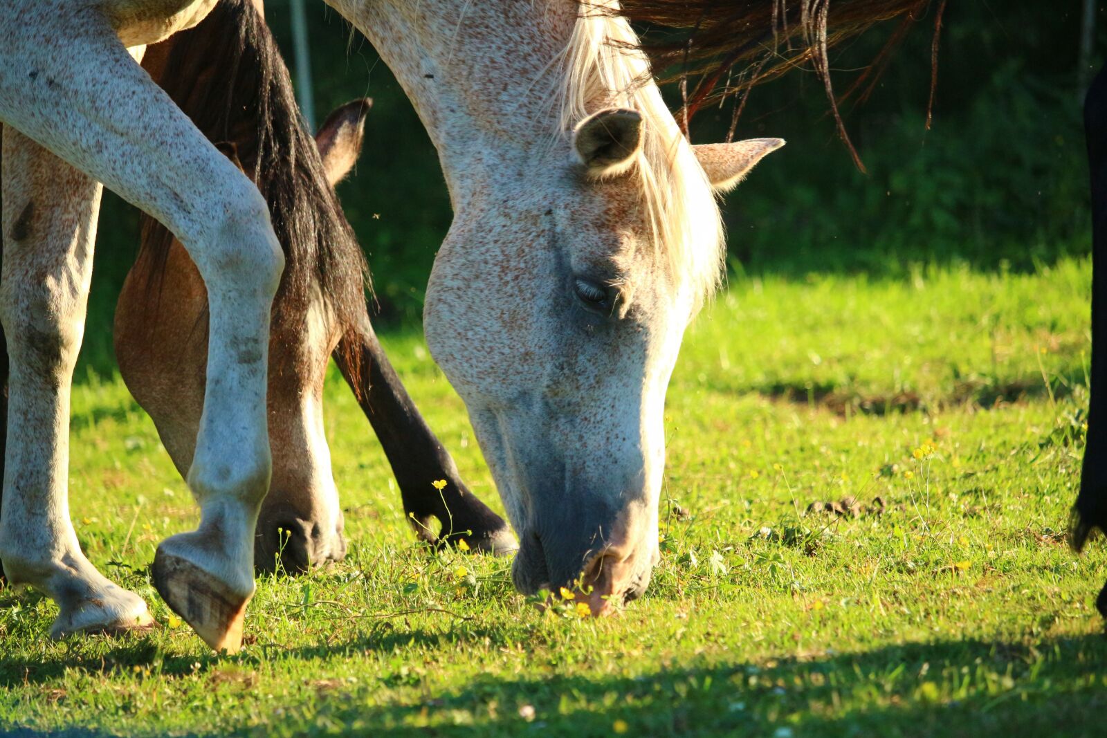 Canon EOS 100D (EOS Rebel SL1 / EOS Kiss X7) sample photo. Horse, pasture, mold photography