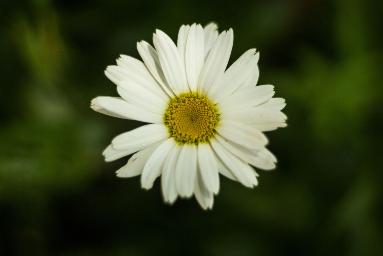 Canon EOS 1200D (EOS Rebel T5 / EOS Kiss X70 / EOS Hi) sample photo. Flower, daisy, flowering photography