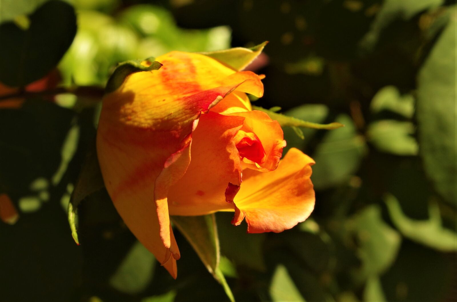 Pentax K-50 sample photo. Rosa, rose, flower photography