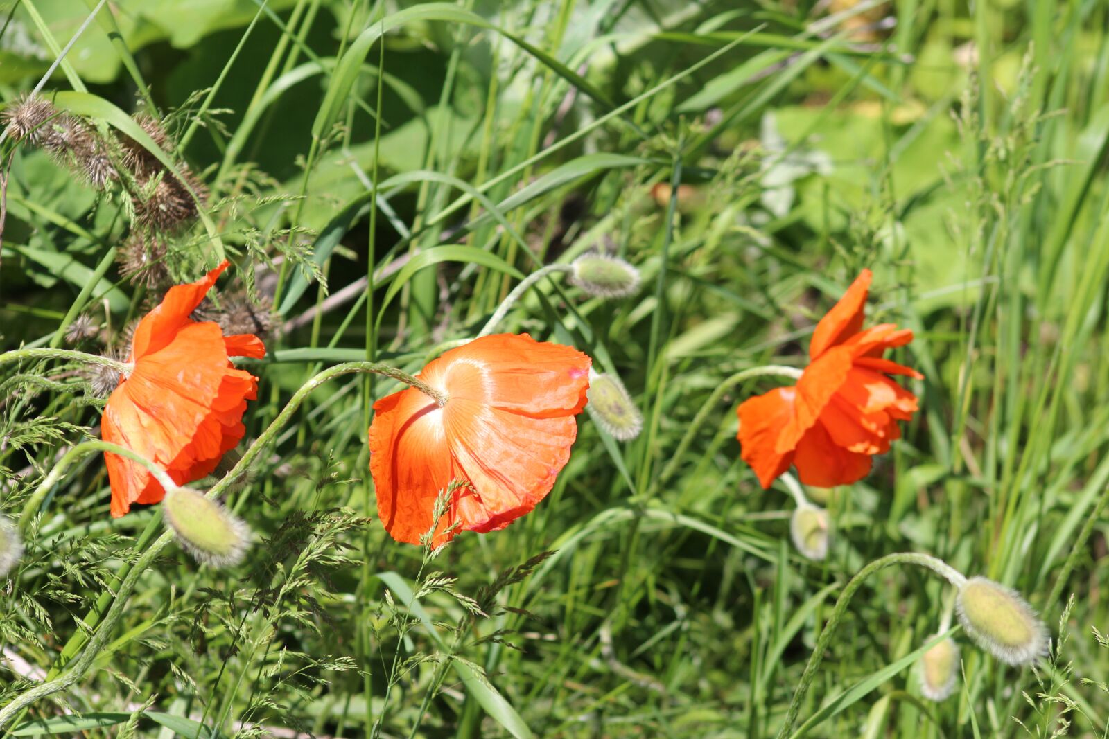 Canon EF 75-300mm f/4-5.6 USM sample photo. Nature, spring, flowers photography