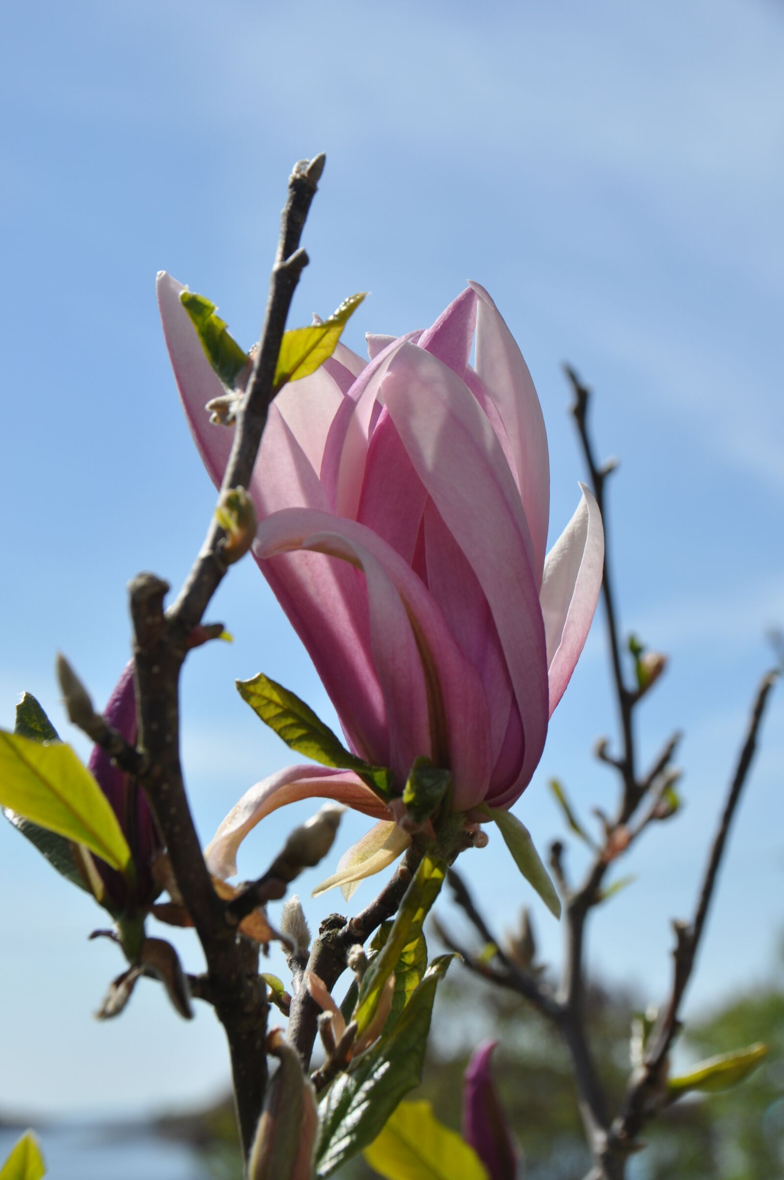 Nikon D90 sample photo. Magnolia, flower, branch photography