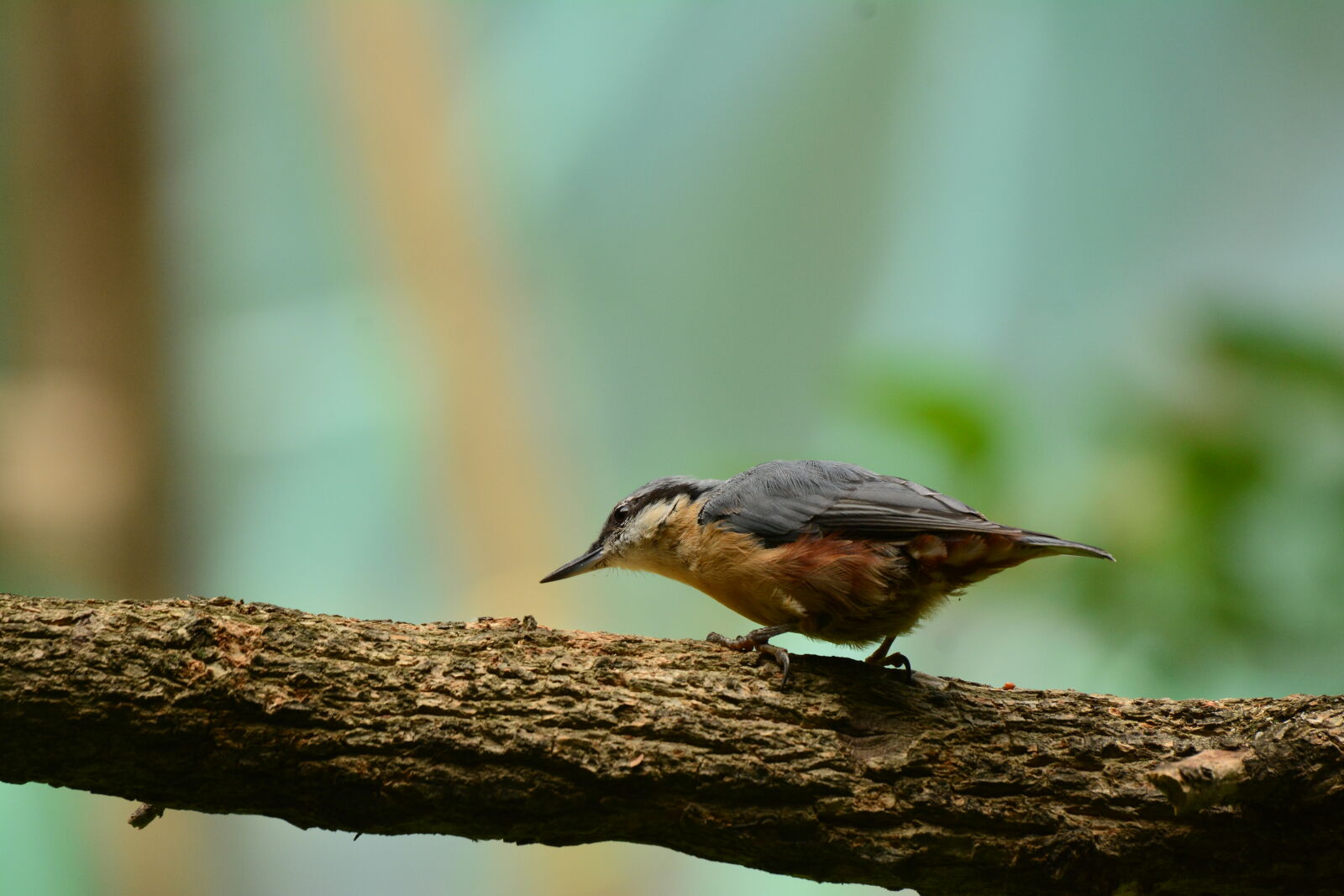 Nikon D7100 sample photo