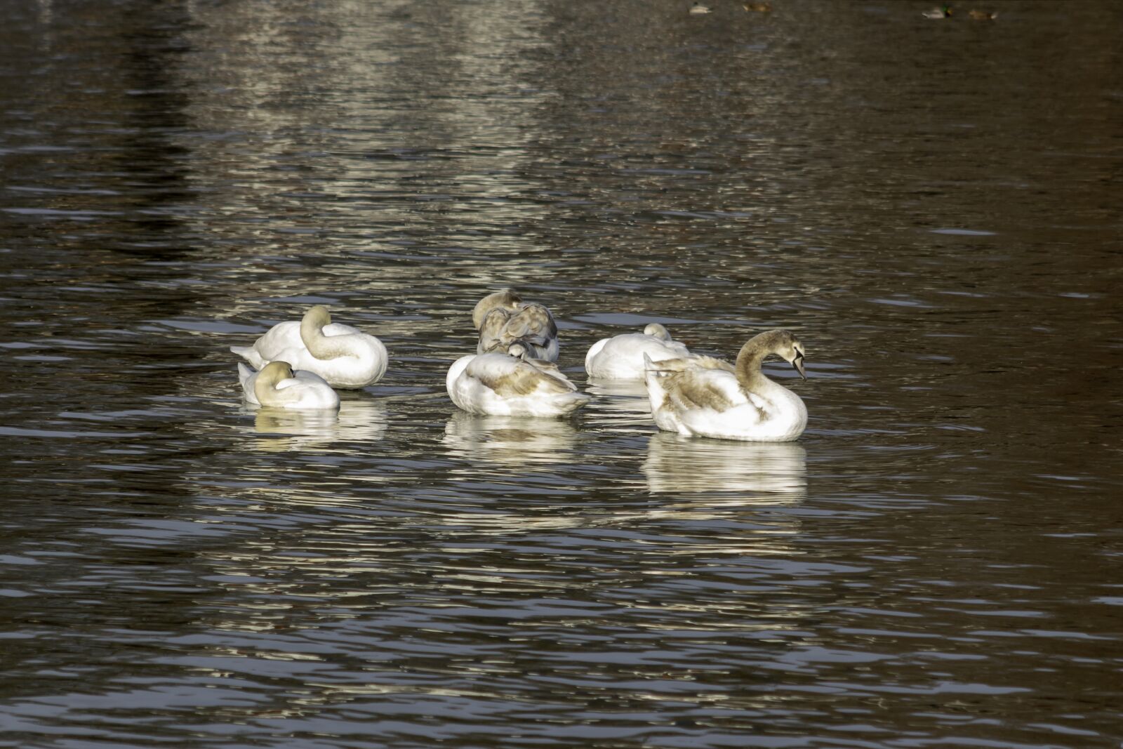 Canon EF75-300mm f/4-5.6 sample photo. Swan, cam, water bird photography