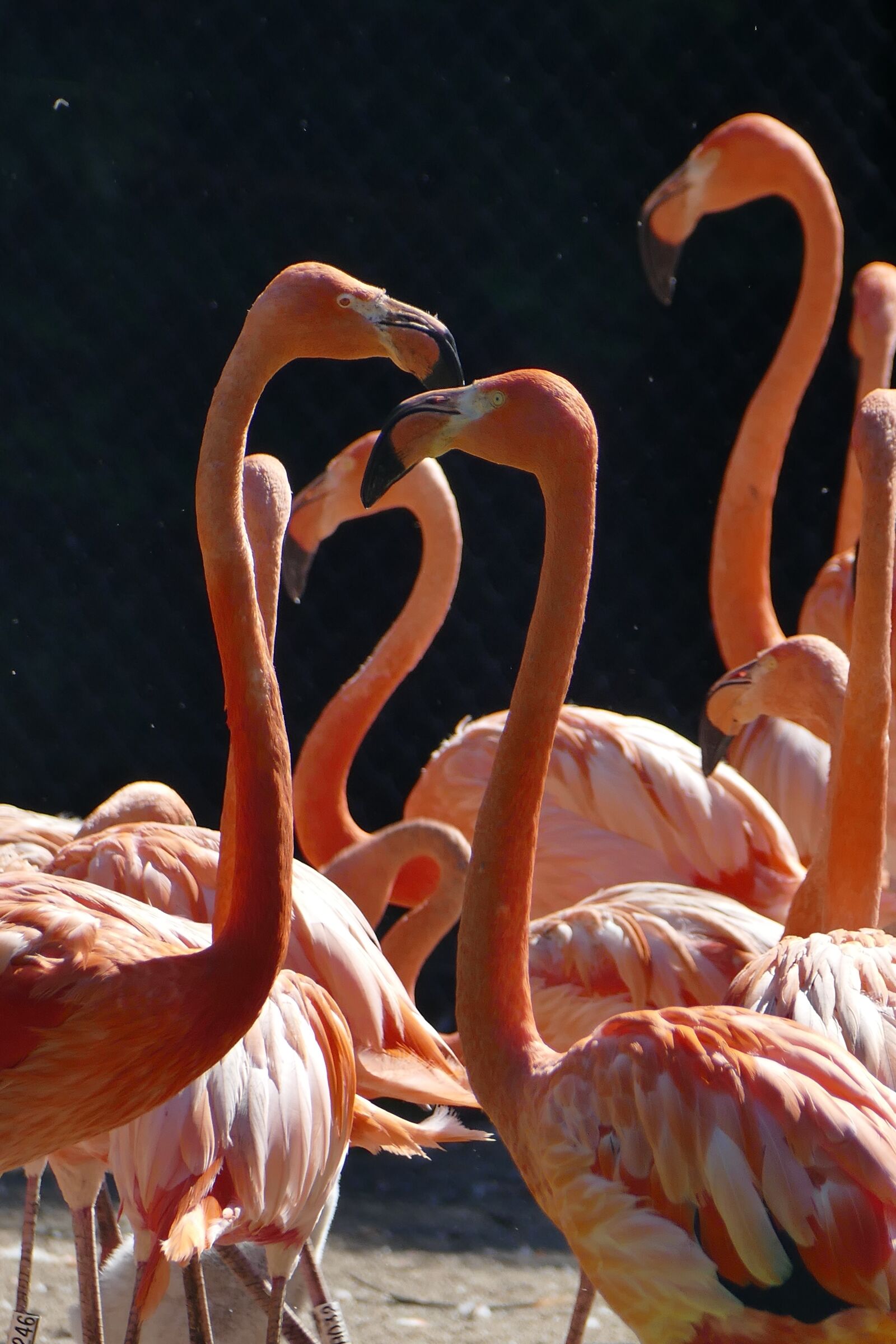 Panasonic Lumix DMC-FZ1000 sample photo. Flamingo, water, wing photography