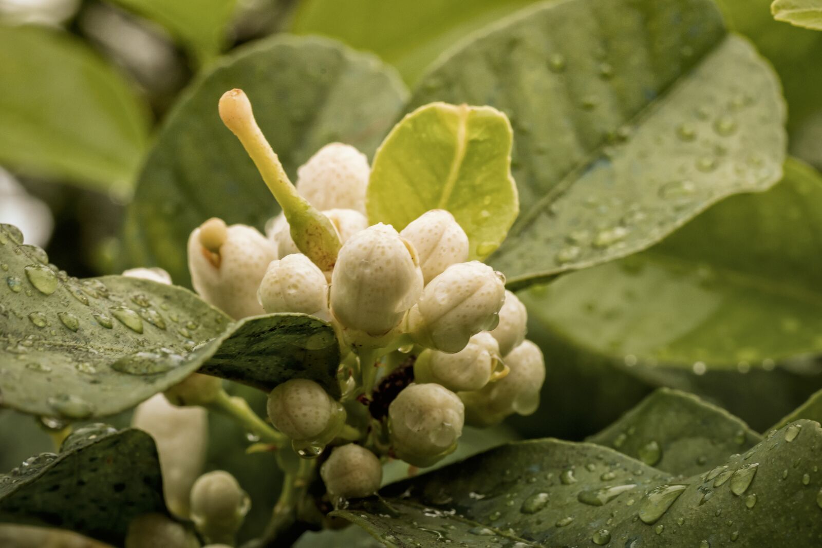 Nikon D500 sample photo. Plants, lemon, green photography