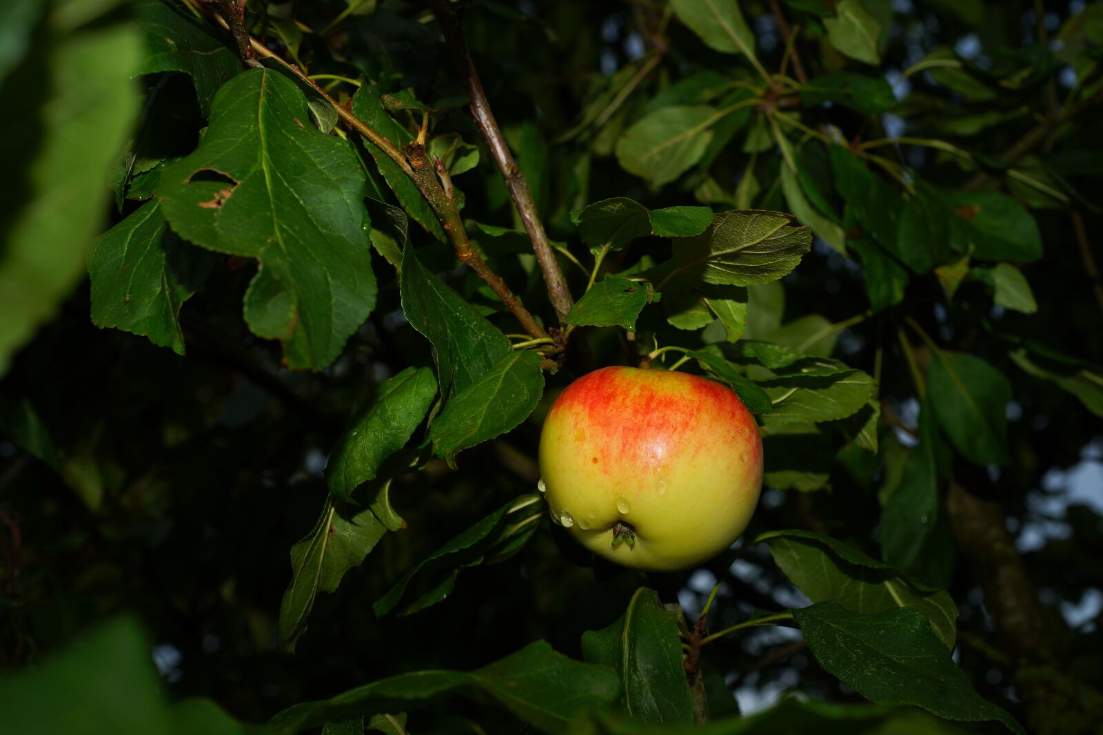 Sony a99 II + MACRO 50mm F2.8 sample photo. Apple tree, apple, late photography