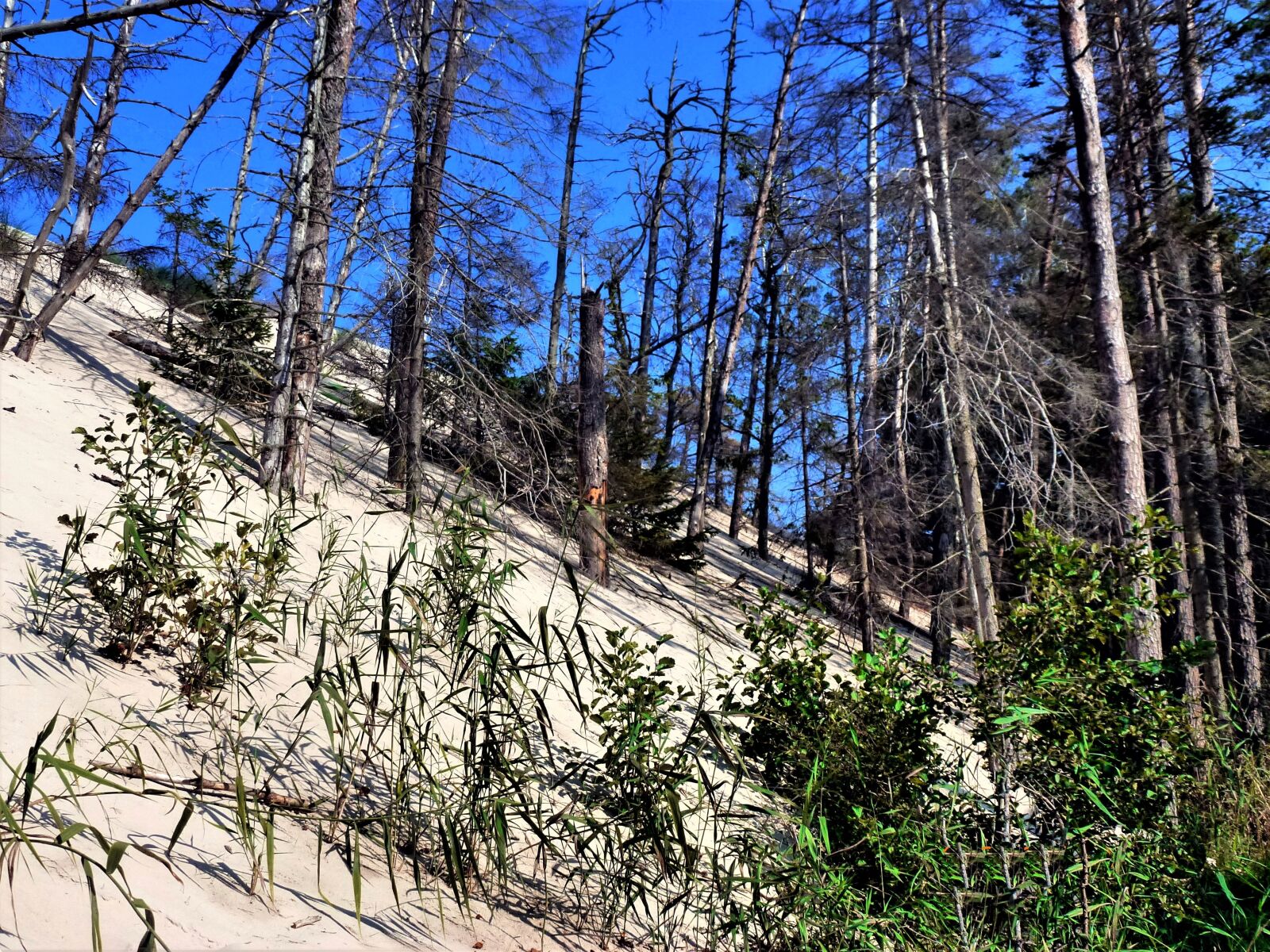 Panasonic Lumix DMC-ZS10 (Lumix DMC-TZ20 / Lumix DMC-TZ22) sample photo. Nature, wood, tree photography
