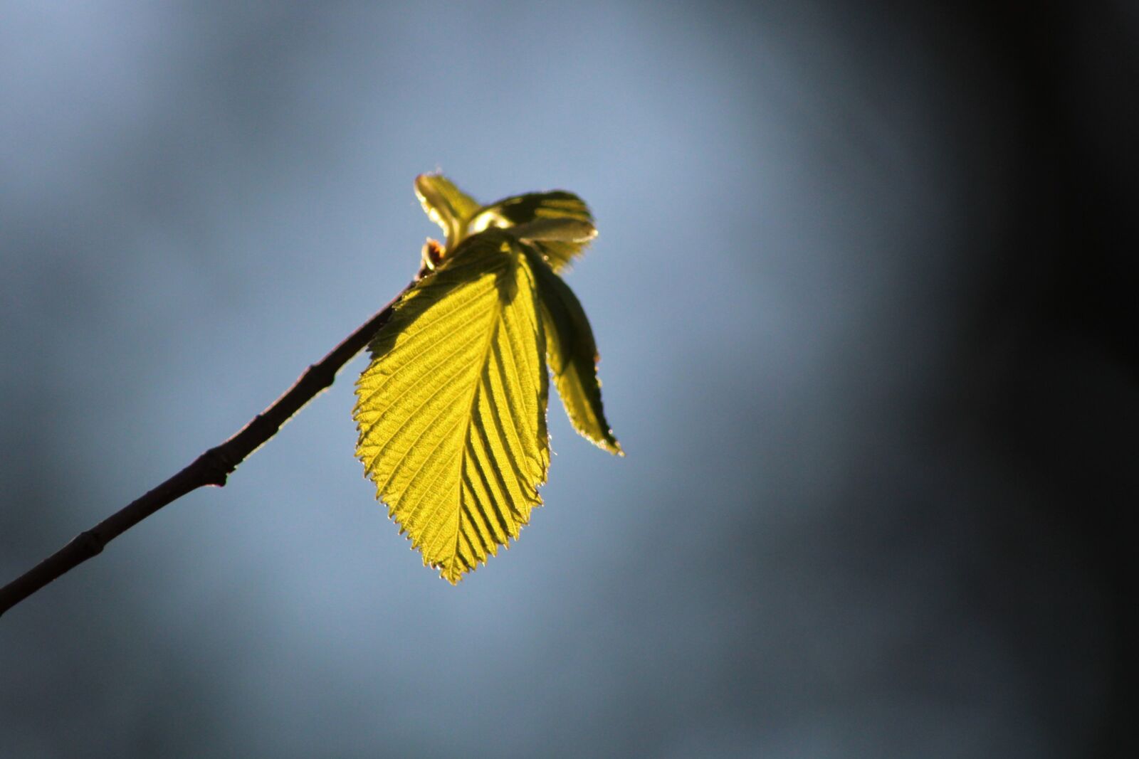 Canon EOS 2000D (EOS Rebel T7 / EOS Kiss X90 / EOS 1500D) sample photo. Leaf, tree, spring photography