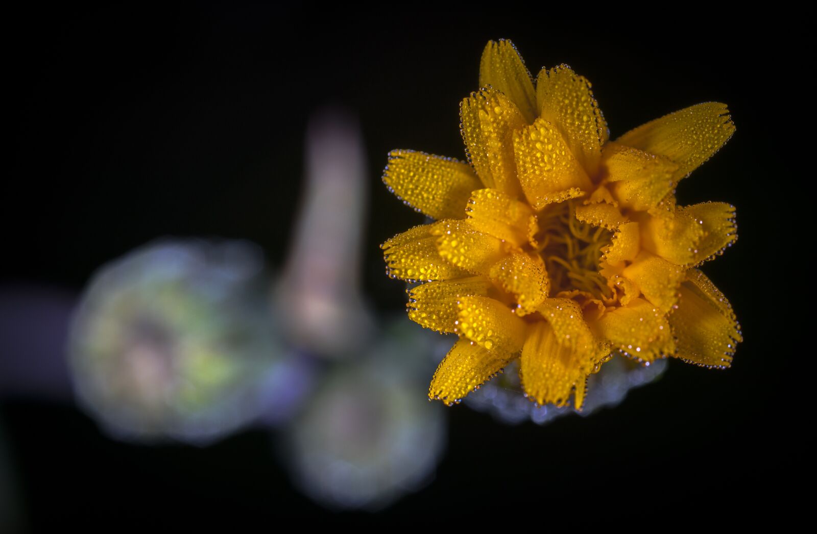 #124 65/2.8 sample photo. Flower, nature, no one photography
