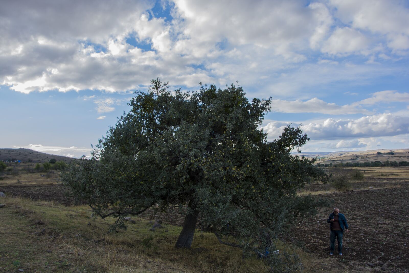 Nikon D5200 sample photo. Nature, tree, landscape photography