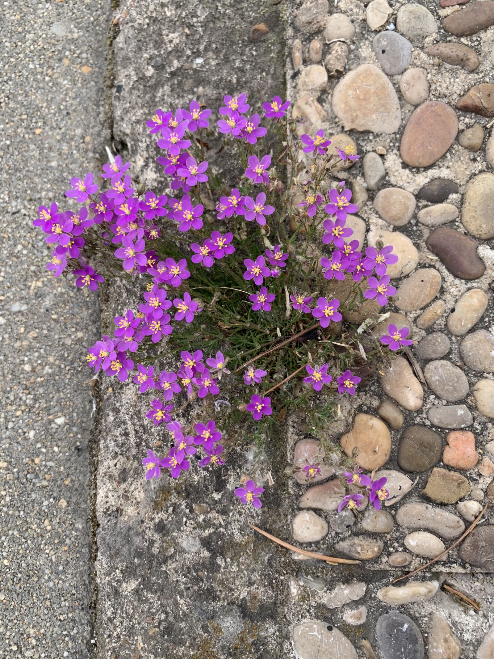 Apple iPhone XR sample photo. Living in the asphalt photography