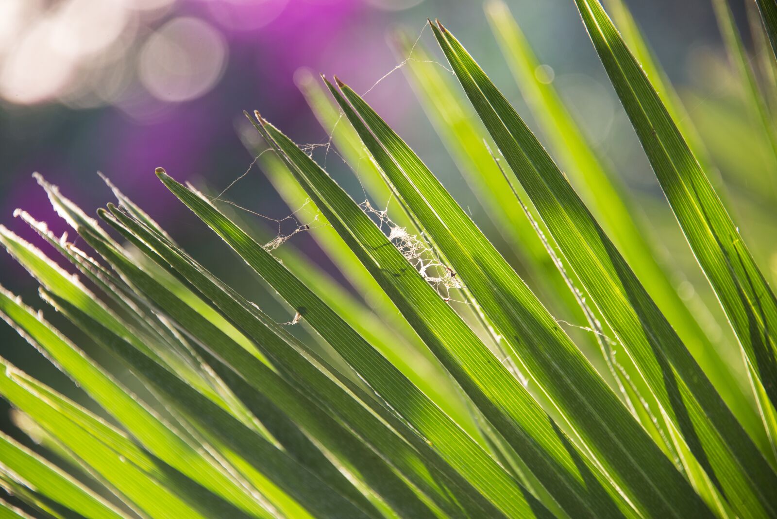 Nikon D600 sample photo. Leaves, nature, green photography