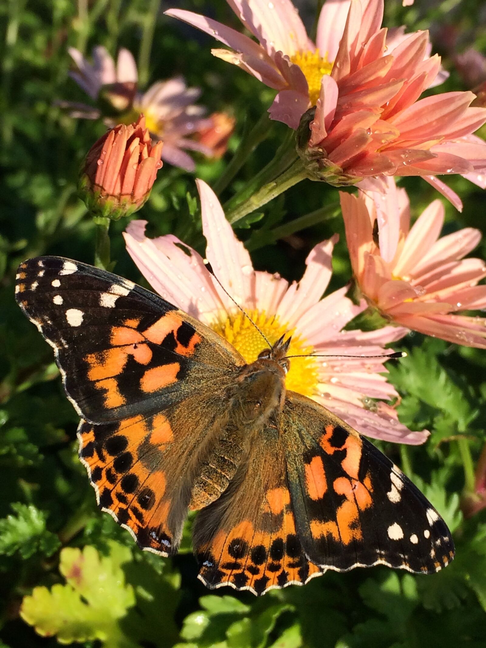 Apple iPhone6,1 sample photo. Nature, butterfly, insect photography