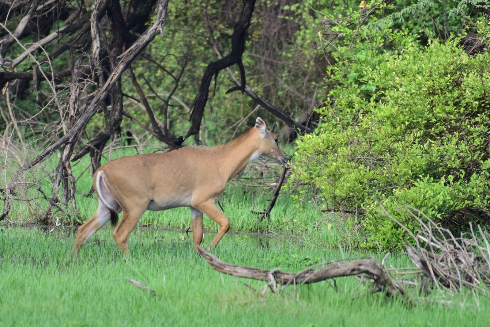 Nikon D3300 sample photo. Nilgai, forest, monsoon photography